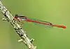 Ceriagrion tenellum