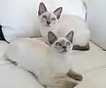 Lilac mink (top) and lilac point (bottom) kittens, notice the different eye colors