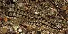Chihuahuan hook-nosed snake (Gyalopion canum), Brewster County, Texas