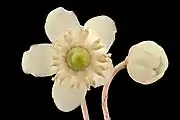Close-up of the flower