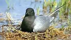 Black ternChlidonias niger