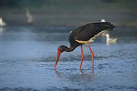 Black storkCiconia nigra