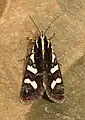 Aegocera bimacula