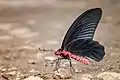 Atrophaneura varuna