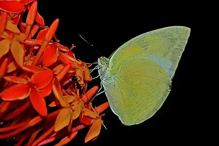 Ventral view