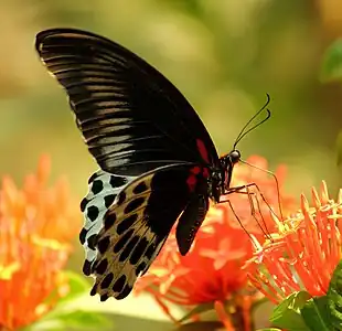Ventral view