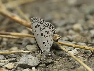 Ventral view