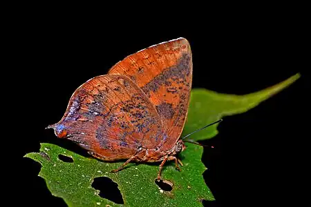 Ventral view (male)