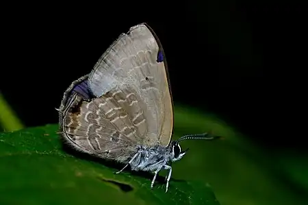 Ventral view