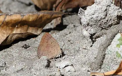 Ventral view
