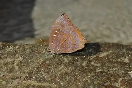 Ventral view