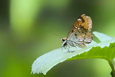 Ventral view