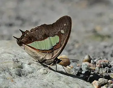 Ventral view