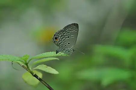 Ventral view