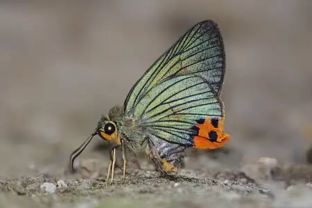 Ventral view