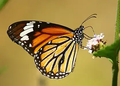 Ventral view