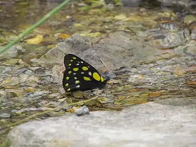 Ventral view