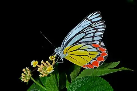 Ventral view