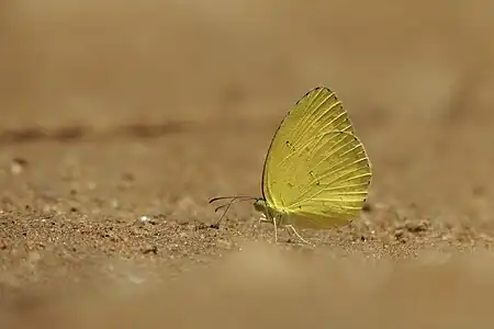 Ventral view