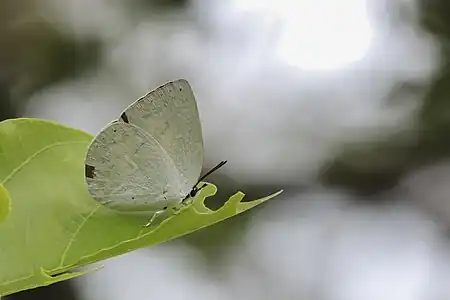 Ventral view (female)