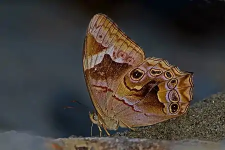 Ventral view (female)