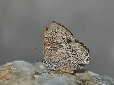 Ventral view (female)