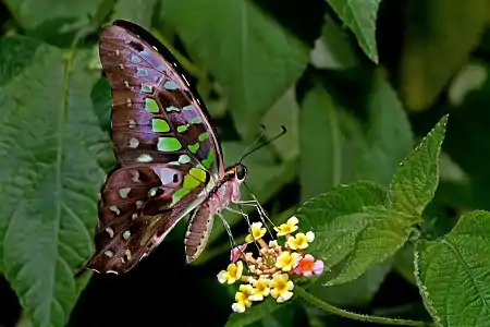 Ventral view