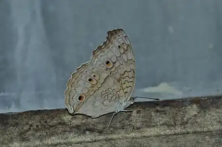 Ventral view