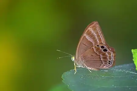 Ventral view (male)