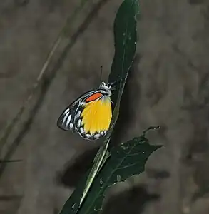 Ventral view