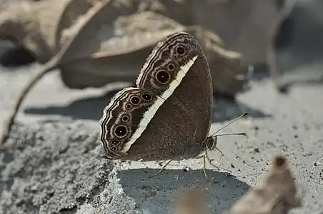 Ventral view