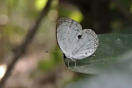 Ventral view