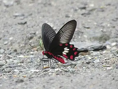 Ventral view