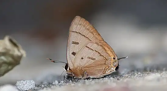 Ventral view