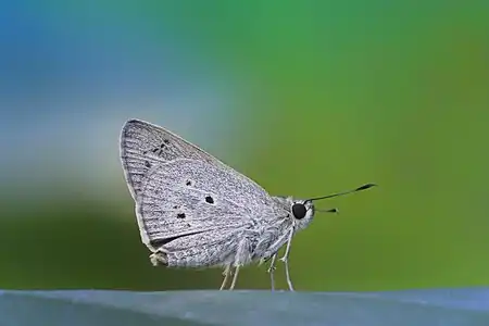 Ventral view