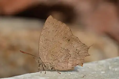 Ventral view