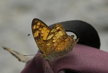 Ventral view