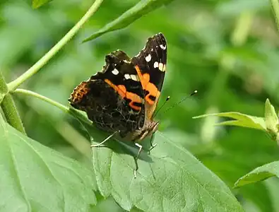 Ventral view