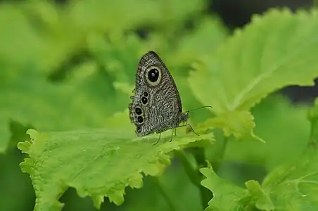 Ventral view