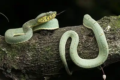 Image 22Bothrops bilineatusPhotograph credit: Renato Augusto MartinsBothrops bilineatus is a highly venomous species of pit viper found in the Amazon region of South America. A pale green arboreal species that may reach 1&nbsp;m (3.3&nbsp;ft) in length, it is an important cause of snakebite throughout the entire Amazon region. It is a nocturnal species, spending the day hidden in dense vegetation in lowland rainforest, usually in the vicinity of water. It emerges at night to feed on small mammals, birds, lizards and frogs, tending to rely on ambush rather than actively hunting for prey. This B.&nbsp;bilineatus individual was photographed in an Atlantic Forest preservation area in the state of Bahia in eastern Brazil.More selected pictures