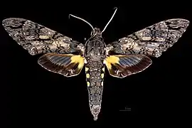 Male dorsal