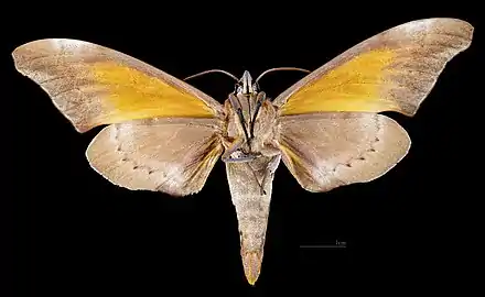 Male ventral