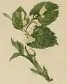 Mined rose leaf with a case attached.