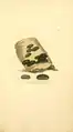 Annulohypoxylon multiforme by James Sowerby (1803)