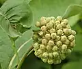 Buds in an umbelate cyme