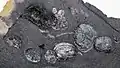 Conchostracan fossils in black shales (Solite Quarry Pit B)