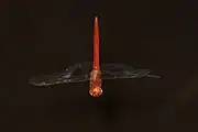 Male flying