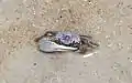 Fiddler crab