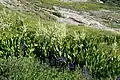 Swath of corn lilies in meadow