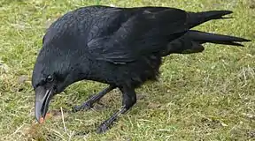 Carrion crowCorvus corone